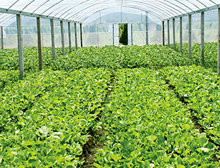 農業(yè)病害蟲(chóng)防治